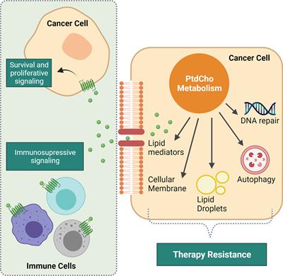 Phosphatidylcholine-Derived Lipid Mediators: The Crosstalk Between Cancer Cells and Immune Cells